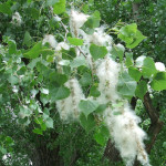 Cottonwood is a common, native tree in the valley.