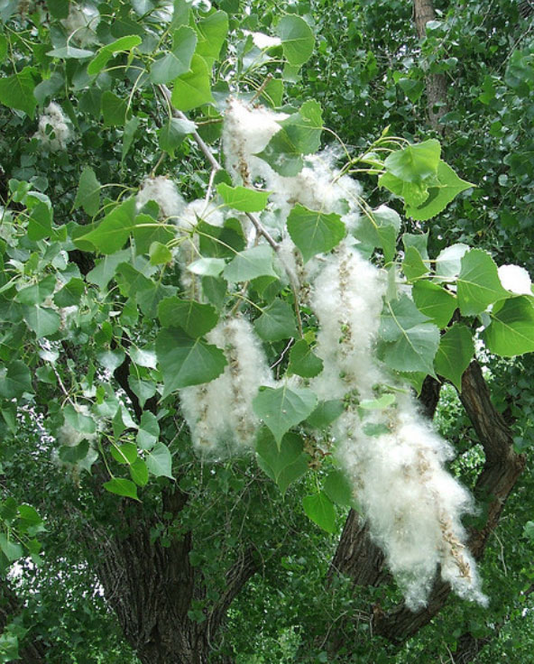 cottonwood tree fluff